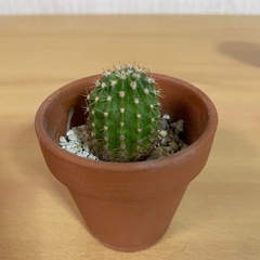サボテン鉢植え
