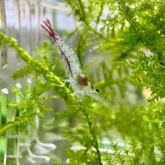 エビ シュリンプ ミックス 5匹