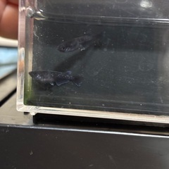 メダカ　曜変天目2匹の画像