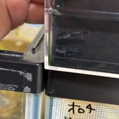 メダカ　曜変天目2匹の画像