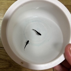 メダカ　曜変天目2匹