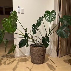 観葉植物モンステラ