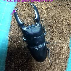 パラワンヒラタ♂単品▶ B品