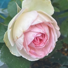 名古屋@薔薇好きなランチ友達募集 - 名古屋市