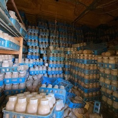 きのこ栽培ビン　大量　引き取り希望