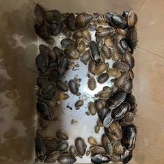 デュビア
