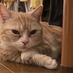 薄茶のマンチカン猫を探しています