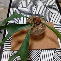 観葉植物ビカクシダ