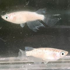 メダカ：スズラン　ヒレ長　ショートボディ
の画像