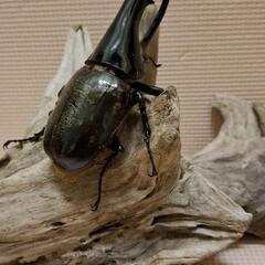 ヘラクレスオオカブトムシ　オス