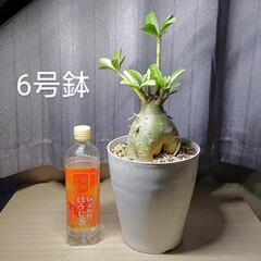 アデニウム✴️幹太 6号鉢 塊根植物