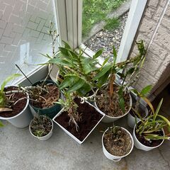 蘭科植物　デンドロビューム等