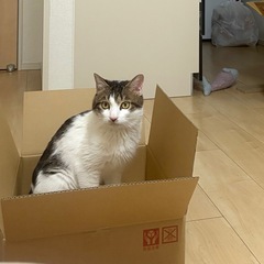 こたろう