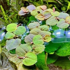 フィランサスフルイタンス 水草(浮草) 10株の画像