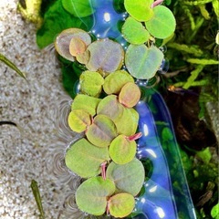 フィランサスフルイタンス 水草(浮草) 10株の画像