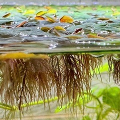 フィランサスフルイタンス 水草(浮草) 10株の画像