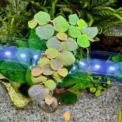 フィランサスフルイタンス 水草(浮草) 10株