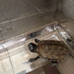 クサガメ ゼニガメの赤ちゃん