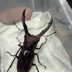 メタリフェルホソアカクワガタ　オス単