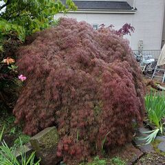 2.しだれ もみじ　紅葉の画像