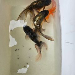 津軽錦🐟