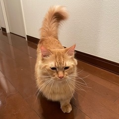 茶トラ超短足長毛猫。去勢済里親様募集。