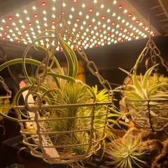 売約済　植物育成LEDライト　塊根植物　アガベの画像