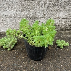 セダム☺️