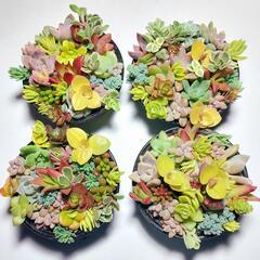 【このまま飾れる】多肉植物　セダム　ミニ寄せ植え