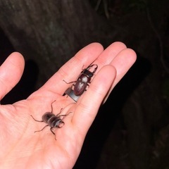 コクワガタ