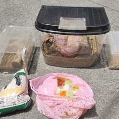 カブトムシ　ケース