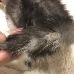 ①とても人懐っこい折れ耳スコティッシュの子猫ちゃんです - 里親募集