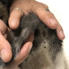 ①とても人懐っこい折れ耳スコティッシュの子猫ちゃんです − 兵庫県