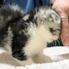 ①とても人懐っこい折れ耳スコティッシュの子猫ちゃんです - 猫