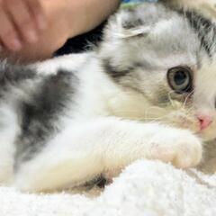 ①とても人懐っこい折れ耳スコティッシュの子猫ちゃんです - 神戸市