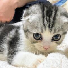 ①とても人懐っこい折れ耳スコティッシュの子猫ちゃんです