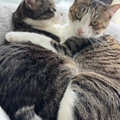 兄弟猫♡4歳