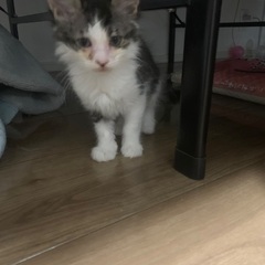 生後1ヶ月半の多分メス