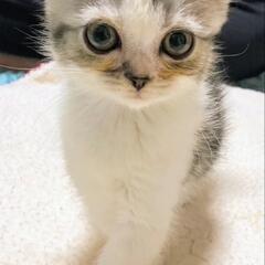 ②スリスリしてくれる立ち耳のスコティッシュの子猫ちゃんです