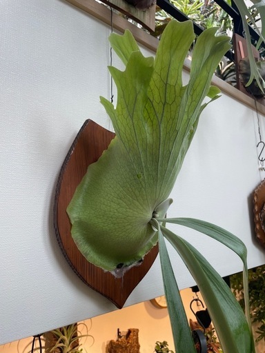 【他サイトで売れました】P.willinckii cianjur indk spore