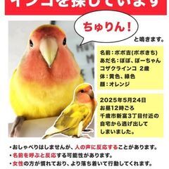 千歳で黄色いコザクラインコを探しています。