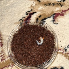 【国産オオクワガタ　幼虫】　能勢YG血統　4匹セットの画像