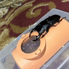 【国産オオクワガタ　幼虫】　能勢YG血統　4匹セットの画像