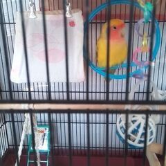 千歳で黄色いコザクラインコを探しています。 - 手伝って/助けて