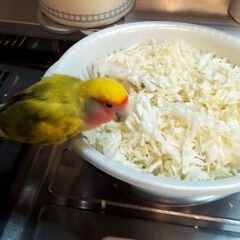 千歳で黄色いコザクラインコを探しています。 − 北海道