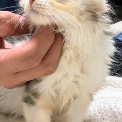 ③ちょっぴり人見知りな折れ耳スコティッシュの子猫ちゃんです