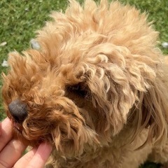 トイプードル 2歳