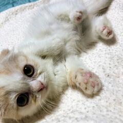 ④なでなでが大好きな折れ耳スコティッシュの子猫ちゃんです