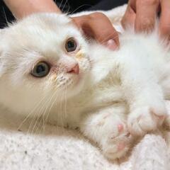 ⑤フワフワでお目目クリクリな折れ耳スコティッシュの子猫ちゃんです