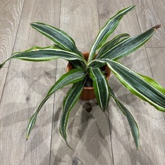ドラセナ　レモンライム　観葉植物　塊根植物　多肉植物　ビザールプ...